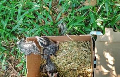 CSG avança na gestão de resíduos e amplia iniciativas de proteção à fauna