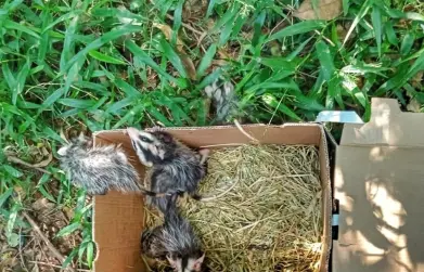 CSG avança na gestão de resíduos e amplia iniciativas de proteção à fauna