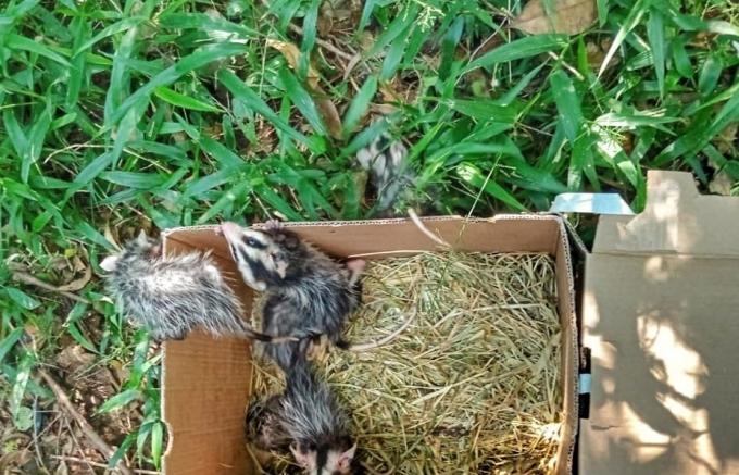 CSG avança na gestão de resíduos e amplia iniciativas de proteção à fauna