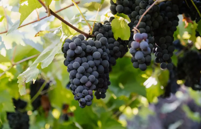Vinícola Aurora projeta safra de 85 milhões de quilos e registra aumento de área destinada a uvas para espumantes