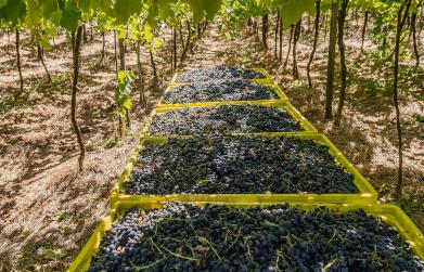 Cooperativa Vinícola Aurora acelera implementação de projeto que reduz esforço durante a safra 