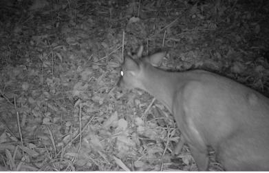 CSG instala sete câmeras para controle de animais silvestres em rodovias entre o Vale do Caí e a Serra Gaúcha