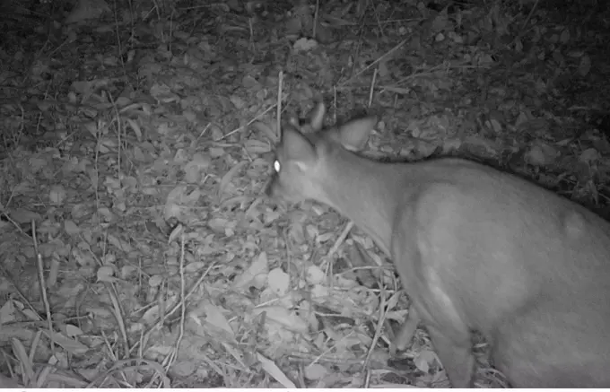 CSG instala sete câmeras para controle de animais silvestres em rodovias entre o Vale do Caí e a Serra Gaúcha